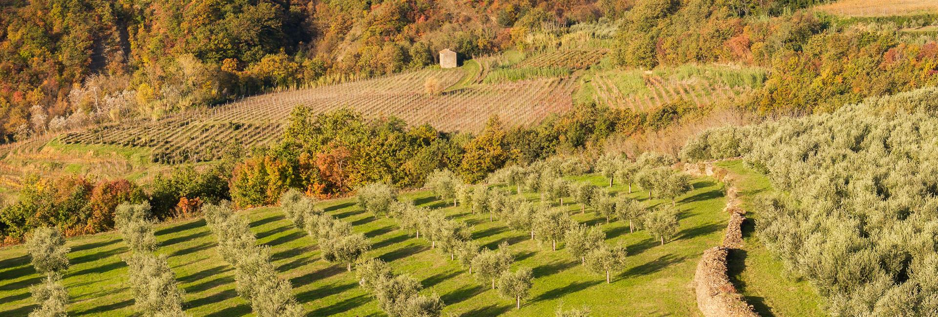 Oljčnik