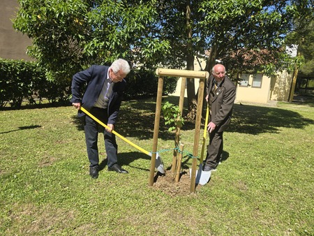 Medovito lipo sta zasadila župan in predsednik Obalnega čebelarskega društva Koper. 